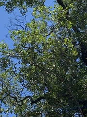 Cadellia pentastylis