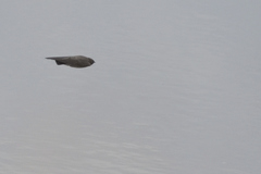 Stelgidopteryx serripennis