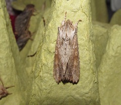 Ichneutica mollis