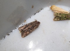 Ichneutica mutans