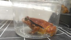 Dyscophus antongilii