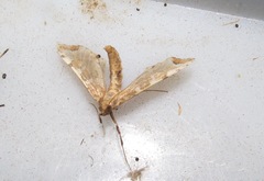 Leucinodes cordalis