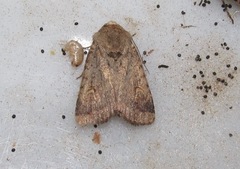 Proteuxoa tetronycha