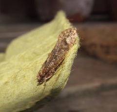 Lysiphragma epixyla