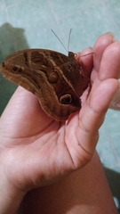 Eryphanis aesacus