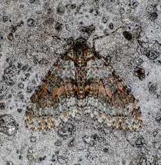 Trichopterigia sanguinipunctata