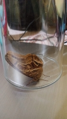 Eryphanis aesacus