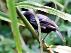 Gymnocichla nudiceps