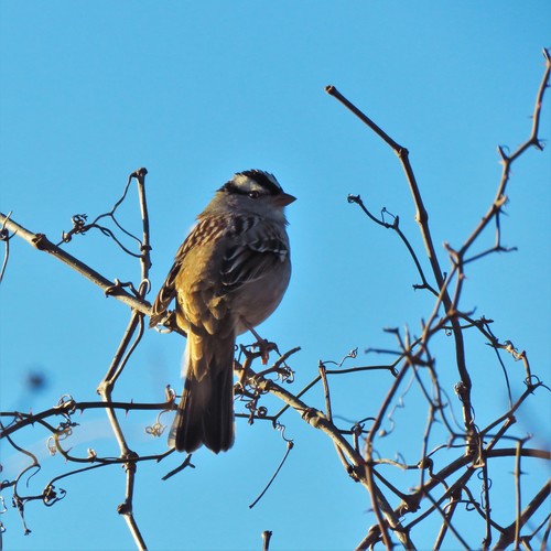 White-crowned Sparrow photographed in Texas