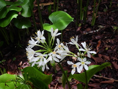 Proiphys amboinensis