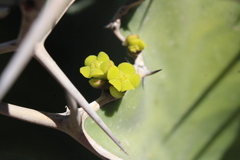 Euphorbia