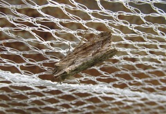 Ichneutica mollis