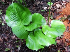 Proiphys amboinensis