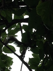 Sciurus stramineus