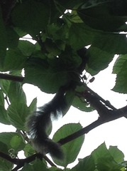 Sciurus stramineus