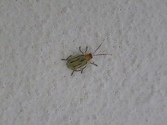 Diabrotica martinjacobyi