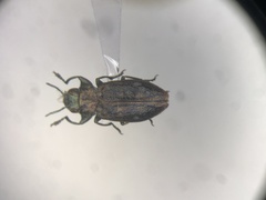 Chrysobothris neopusilla