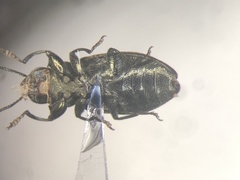 Chrysobothris neopusilla