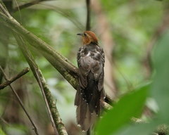 Dromococcyx pavoninus