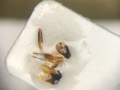 Chrysobothris neopusilla