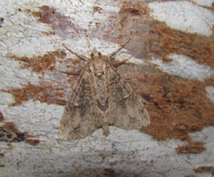 Pseudocoremia suavis