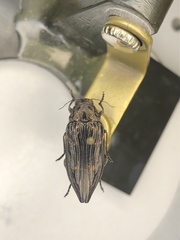 Buprestis consularis