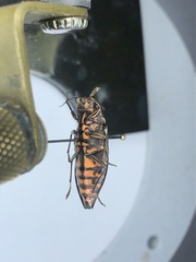 Buprestis consularis