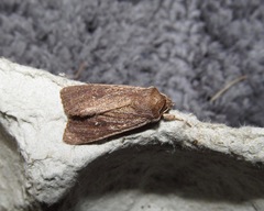 Ichneutica infensa