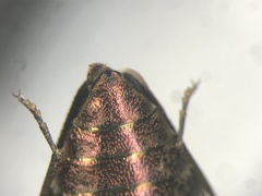 Chrysobothris verdigripennis