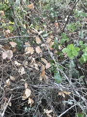 Phytophthora ramorum