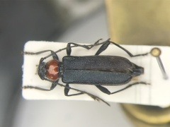 Pronocera collaris