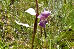 Diuris daltonii