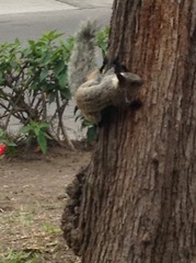 Sciurus stramineus