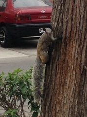 Sciurus stramineus