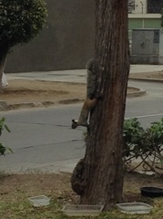Sciurus stramineus