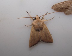 Ichneutica blenheimensis