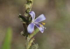 Carlowrightia parviflora