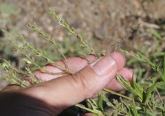 Carlowrightia parviflora