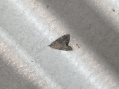 Bomolocha exoletalis