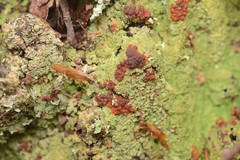 Trapeliopsis congregans