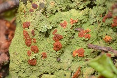 Trapeliopsis congregans