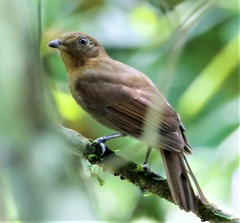 Chlorothraupis carmioli