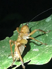 Melanonotus powellorum