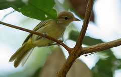 Pachysylvia hypoxantha