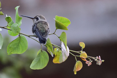 Cynanthus latirostris