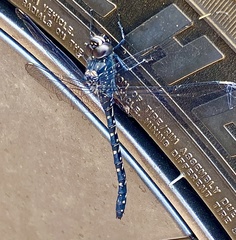 Austroaeschna anacantha