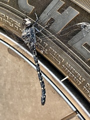 Austroaeschna anacantha