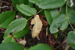 Coccomyces dentatus
