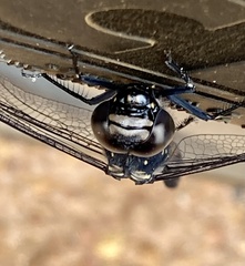 Austroaeschna anacantha