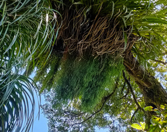 Phlegmariurus varius